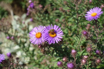 Bee pollinating purple flowers of New England aster in September
