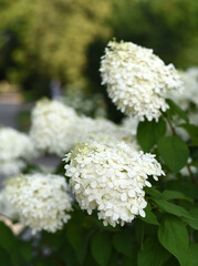 White blooming summer flowers. Macro