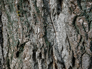 Huge , old poplar tree bark close up shot for natural background.