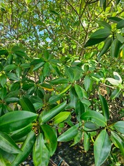 mangrove tree in the garden. nature green background.