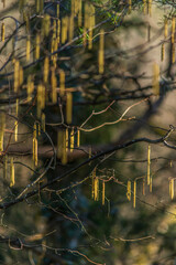 Chaton sur l'arbre à Napt, Sonthonnax-la-Montagne, Ain, France