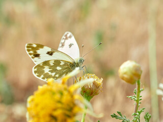The Bath White butterfly. Pontia daplidice