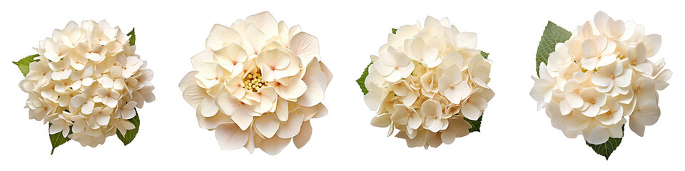 Cream hydrangea flower Hyperrealistic Highly Detailed Isolated On Transparent Background Png File
