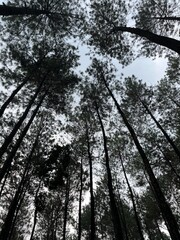 sun shining through trees