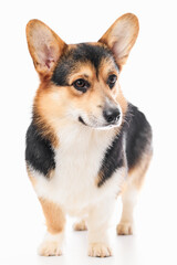 Pembroke Welsh Corgi portrait isolated on white studio background with copy space, purebred dog