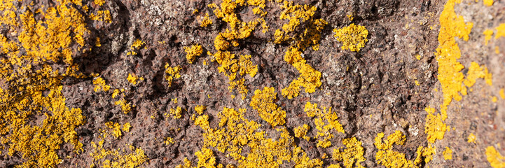 Panorama image. Rock with yellow lichen in the mountains