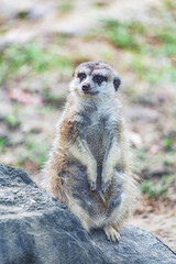 Meerkat, Suricata suricatta. Portrait of a funny meerkat sitting on its hind legs and watching out around