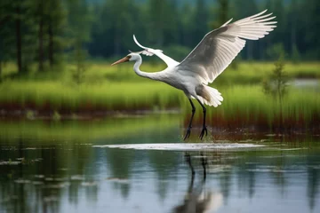 Foto op Plexiglas A Siberian Crane in flight, gliding above a vast wetland with reflective waters © Veniamin Kraskov