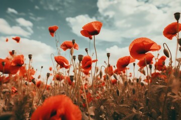 Obraz premium Poppy field against the sky
