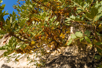 Shrubs on a stone wall , Europe, Greece, Peloponnese, Argolis, Nafplion, Myrto Seaside, in summer on a sunny day.