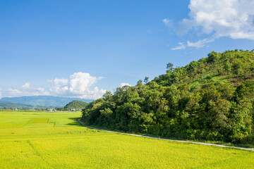 The green and yellow rice fields in the green mountains, Asia, Vietnam, Tonkin, Dien Bien Phu, in summer, on a sunny day.