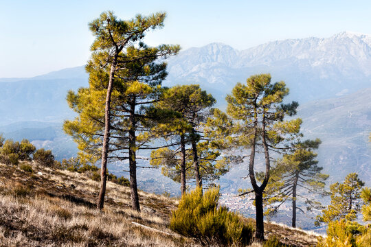 Pinos en Sierra Aguda