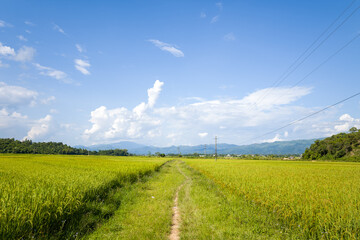 A dirt road in the middle of green rice fields surrounded by mountains, in Asia, Vietnam, Tonkin,...