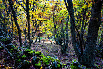 Abedular de Somosierra