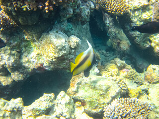 Fototapeta na wymiar Heniochus intermedius in the expanses of the coral reef of the Red Sea