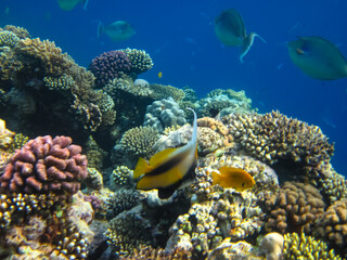Heniochus intermedius in the expanses of the coral reef of the Red Sea