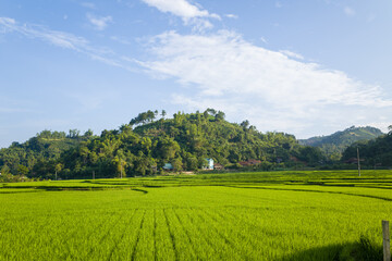 The green rice fields in the verdant countryside, Asia, Vietnam, Tonkin, Na San, in summer on a sunny day.