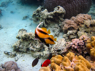 Heniochus intermedius in the expanses of the coral reef of the Red Sea