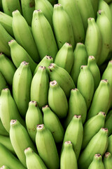 Banana tree. Close-up of green bananas