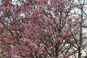 日本の早春の公園に咲く早咲きのピンク色の桜の花