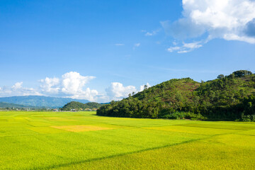 The green and yellow rice fields in the green mountains, Asia, Vietnam, Tonkin, Dien Bien Phu, in summer, on a sunny day.