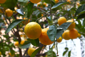 Close up view of mandarins on a tree in a garden