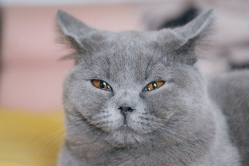 close up portrait of a cat
