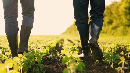 agriculture concept. farmer rubber boots walks field sunset. farmer's boots walking soybeans....