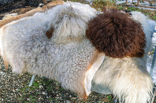 Men's fur headdress made of sheepskin. An element of the national dress of the peoples of the Caucasus. Shaggy hats on the market in Nalchik. Traditional highland dress.