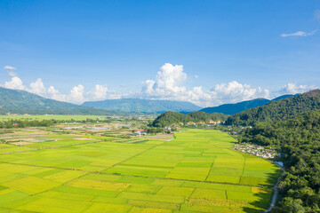 The traditional villages in the middle of the green and yellow rice fields in the valley, Asia, Vietnam, Tonkin, Dien Bien Phu, in summer, on a sunny day.