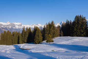 The forest edge in the Mont Blanc massif in Europe, France, Rhone Alpes, Savoie, Alps, in winter on a sunny day.