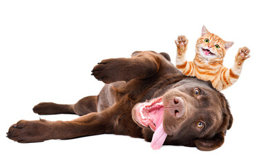 Funny kitten  Scottish Straight peeks out from behind a Labrador lying on his back isolated on a white background
