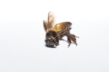 A dead body of  bee all angles
