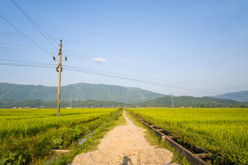 Fototapeta na wymiar A dirt road in the middle of green rice fields surrounded by mountains, in Asia, Vietnam, Tonkin, Dien Bien Phu, in summer, on a sunny day.