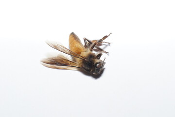 A dead body of  bee all angles