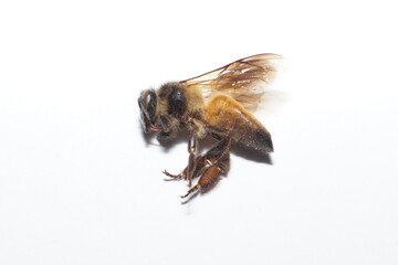 A dead body of  bee all angles