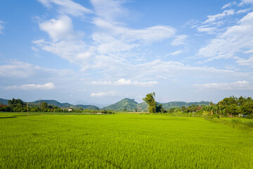 The green rice fields in the verdant countryside, Asia, Vietnam, Tonkin, Na San, in summer on a...