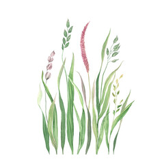 Watercolor grass, delicate horizontal border with green grasses, isolated pattern of plants for cards, banners or nature background. - 698502150