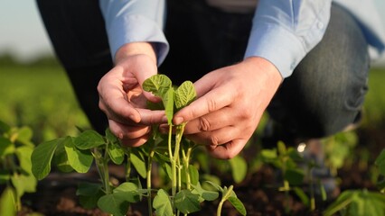 agronomist engineer examines small green sprouts field sunset. business green seedlings field. agriculture, close-up hand touching green seedling sunset, business farmer hand touching covered leaves - obrazy, fototapety, plakaty