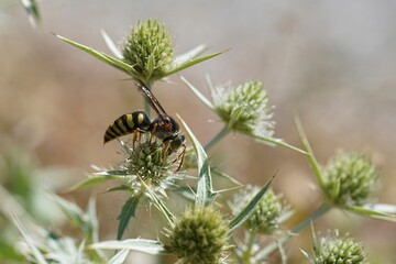 Closeup shot of a Mediterranean Stizus ruficornis wasp on green eryngium campestre plant