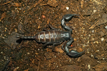 Closeup on the South African flat rock scorpion, Hadogenes troglodytes often imported through the pet-trade