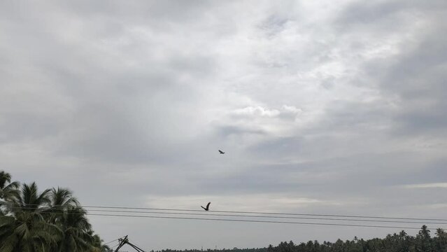 A flock of Indian Brahminy kite eagles (Haliastur indus) known as the red-backed sea eagle or Elang Bondol fly high in the cloudy sky for hunting prey. Beautiful bottom angle view.