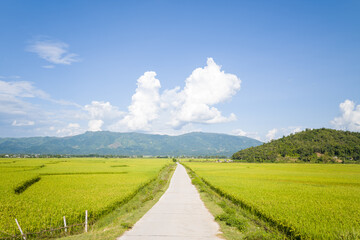 A dirt road in the middle of green rice fields surrounded by mountains, in Asia, Vietnam, Tonkin, Dien Bien Phu, in summer, on a sunny day.