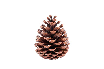 The Pinecone Isolated On Transparent Background