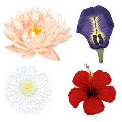 Digital watercolor artwork of an isolated Pink Lotus,  Purple Butterfly Pea Flower, White Chrysanthemum and Red Hibiscus.