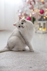 White British cat against the background of a Christmas tree. Photo
