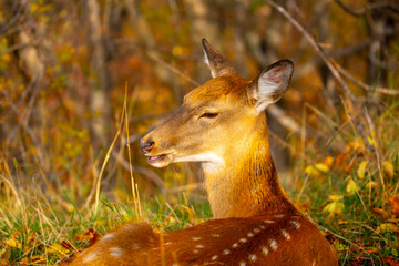 Beautiful sika deer in the autumn forest against the background of colorful foliage of trees. The deer looks to the sides and chews the grass. Fabulous forest autumn landscape with wild animals.