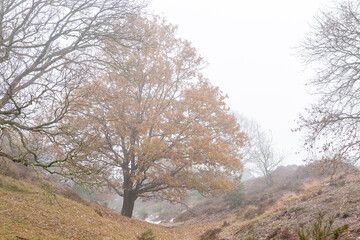 Hilly Dutch moorland landscape with a single tree with meandering branches contrasted against a moist misty fog background. Winter theme.