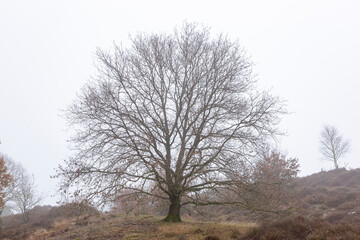 Single winter barren tree in Dutch moorland landscape contrasted against a moist misty fog background. Weather conditions concept.