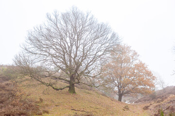 Misty Dutch moorland landscape with single trees contrasted against a moist misty fog background. Winter theme.